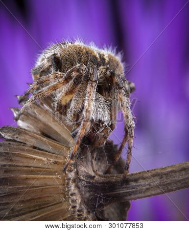 Big Agalanatea Redii Aka Agalenatea Redii Spider Posing On Purple Flower