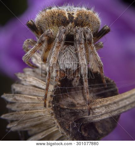 Big Agalanatea Redii Aka Agalenatea Redii Spider Posing On Purple Flower