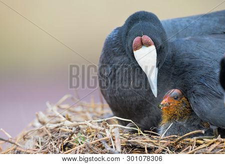 Red Knobbed Coot Sitting On A Nest With Two Chicks Protecting Them
