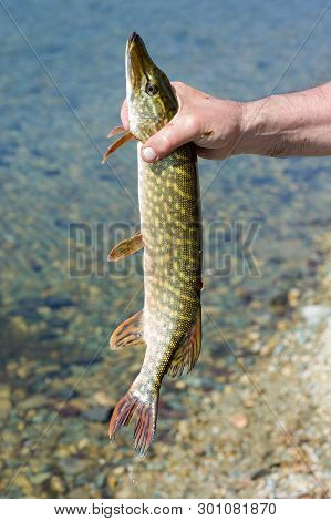 Fishing. Fisherman And Trophy Pike. A Large Pike With An Open Mouth In The Hands Of A Fisherman.