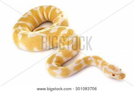Ball Python In Front Of White Background