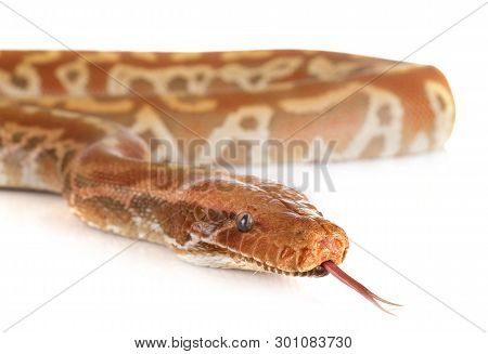 Python Brongersmai In Front Of White Background