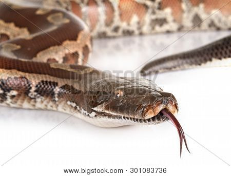 Python Brongersmai In Front Of White Background