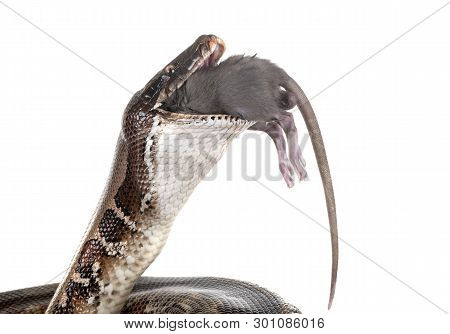 Python Brongersmai In Front Of White Background