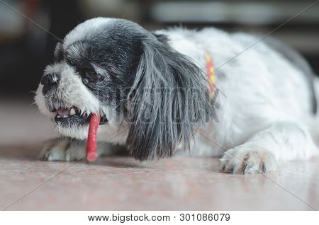 Close Up Shishu Dogs Are Standing In The House In The Morning.cute Pets.black And White Dogs Are Sta