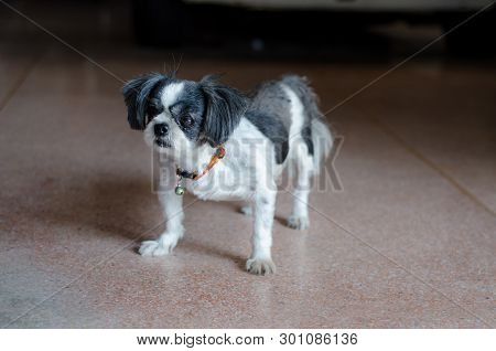 Close up Shishu dogs are standing in the house in the morning.Cute pets.Black and white dogs are sta