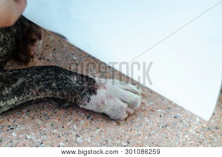Pet Legs Are Red.sick Dog,dog Leg Is Wound.do Not Focus On Objects.