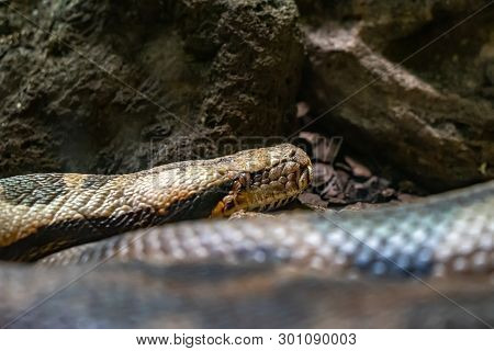 March 2019: Indian Rock Python (python Molurus Molurus) In Zoo Barcelona.