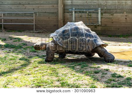 March 2019: Galapagos Tortoise (chelonoidis ) In Barcelona Zoo.