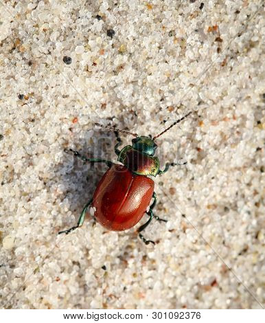 Beetles In A Variety Of Colors And Shapes Are Insects That Enrich Our Environment