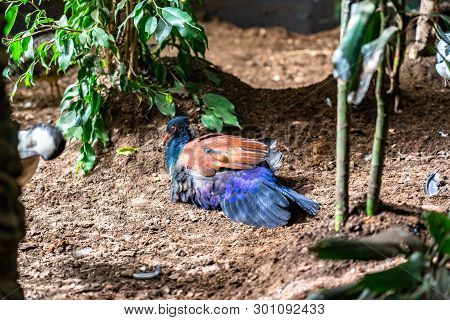March 2019: White Naped Pheasant Pigeon (otidiphaps Aruensis) In Zoo Barcelona.