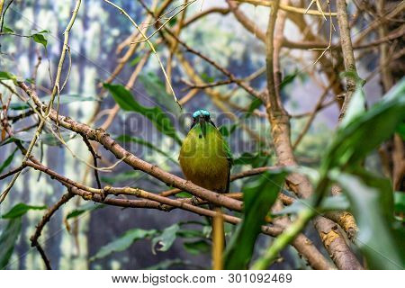 March 2019: Blue Crowned Motmot (momotus Momota) In Zoo Barcelona.
