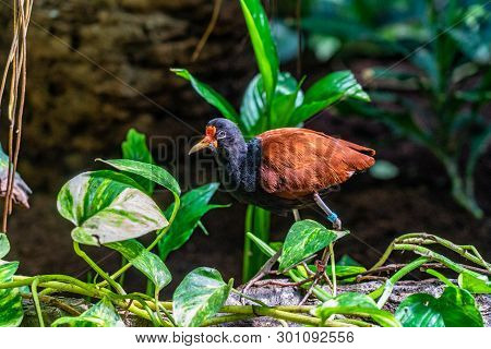 March 2019: Wattled Jacana (jacana Jacana) In Zoo Barcelona.