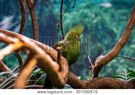 March 2019: Senegal Turaco (tauraco Persa) In Zoo Barcelona.
