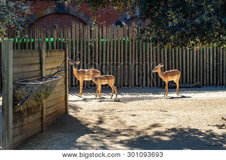 March 2019: Black Faced Impala (aepyceros Melampus Petersi) In Zoo Barcelona.