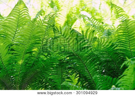 Lush Bushes Of Vibrant Green Ferns On A Sunny Day In The Forest