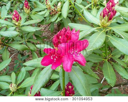 Red Rodendron In A City Park On A Sunny Day.
