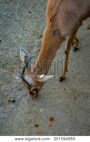 March 2019: Saharian Dorcas Gazelle (gazella Dorcas Osiris) In Zoo Barcelona.