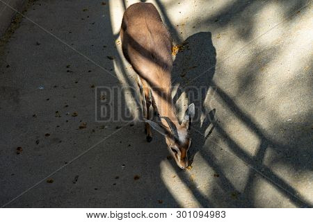 March 2019: Saharian Dorcas Gazelle (gazella Dorcas Osiris) In Zoo Barcelona.