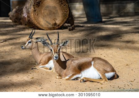 March 2019: Saharian Dorcas Gazelle (gazella Dorcas Osiris) In Zoo Barcelona.