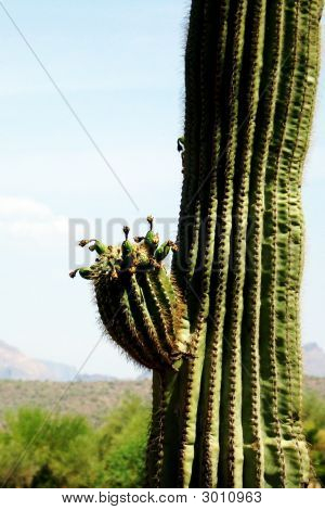 Arizona sivatagi kaktusz