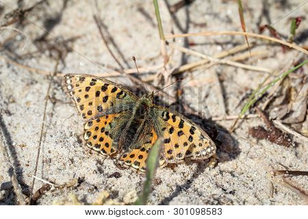 Nature Background Butterfly. Butterfly Insect In Nature. Nature Insect Butterfly On A Flower Plant. 