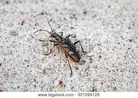 Beetles In A Variety Of Colors And Shapes Are Insects That Enrich Our Environment