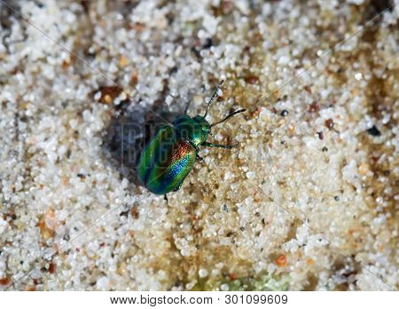 Beetles In A Variety Of Colors And Shapes Are Insects That Enrich Our Environment