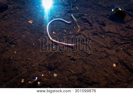 Earthworm Lies In A Rain Puddle Red