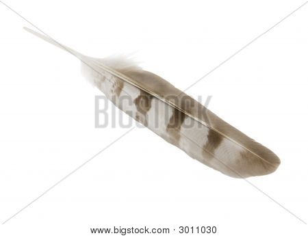 Hawk Feather with clipping path