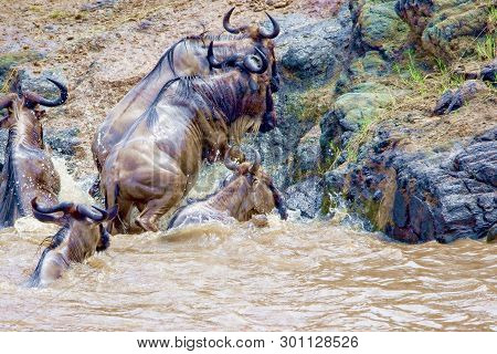 Crossing Kenya. National Park. Wildebeests And Zebras Cross The River. Concept Of Wildlife, Wildlife