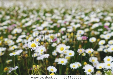 Field With Daisies, Beautiful Sunny Summer Day, Natural Background, Blooming Flowers