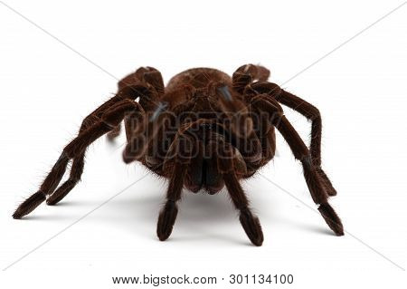 Giant Birdeating Spider Isolated On White Background