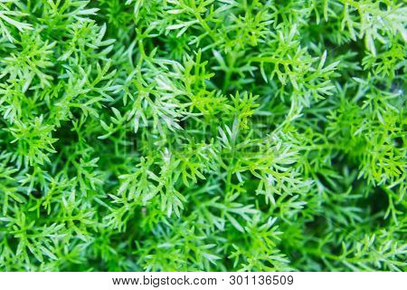 Herbal Texture, Matricaria Discoidea, Natural Plant Background