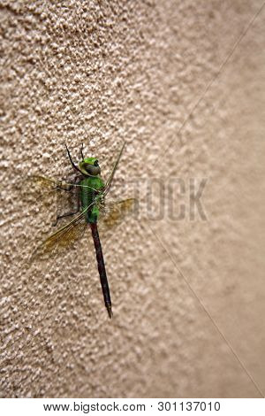 Green Dragonfly. 
Scientific Name 