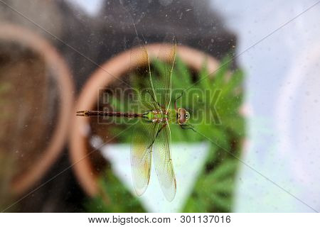 Green Dragonfly. 
Scientific Name 