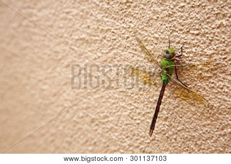 Green Dragonfly. 
Scientific Name 