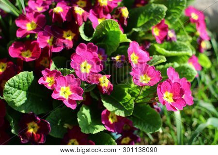 Primula Ordinary (primula Vulgaris). Blooming Primula In  Spring Garden.