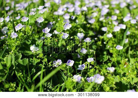 Veronica Filiformis. Perennial Herbaceous Plant. Blooming Lawn With Delicate Blue Flowers.