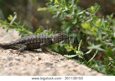 Western fence lizard. Scientific Name 