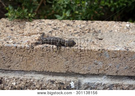 Western fence lizard. Scientific Name 