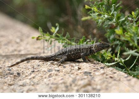 Western fence lizard. Scientific Name 