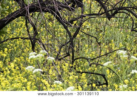 Burned Tree From California Fires Being Covered By Blooming Wildflowers In Bright Yellow.