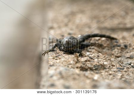 Western fence lizard. Scientific Name 