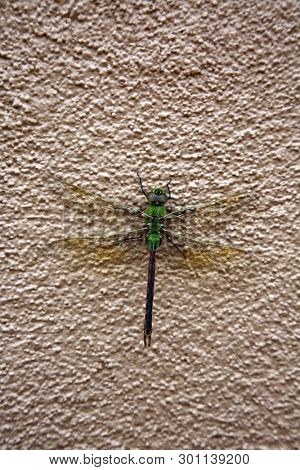 Green Dragonfly. 
Scientific Name 