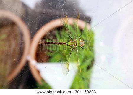 Green Dragonfly. 
Scientific Name 