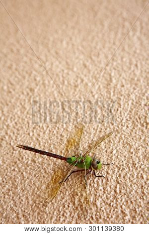 Green Dragonfly. 
Scientific Name 