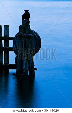 Cormoran ptak siedzi na molo w zimie w fiord w Norwegii