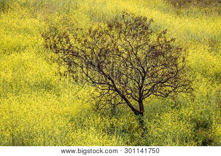 Field Of Vibrant Yellow Mustard Flowers Surround A Burned Black Tree From California Fires.