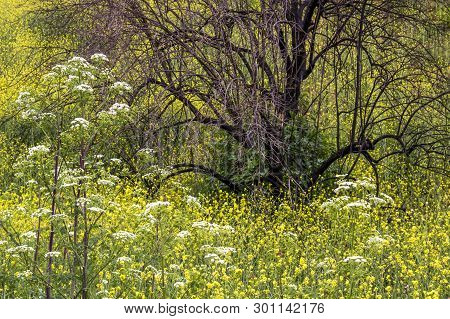 Wildflower Field Of Yellow And White Springs Up Around Burned Black Tree From California Fires.
